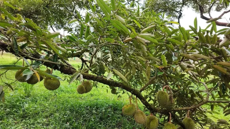 Investment Opportunity: 48.5-Acre Premier Durian Estate & Hilltop Bungalow