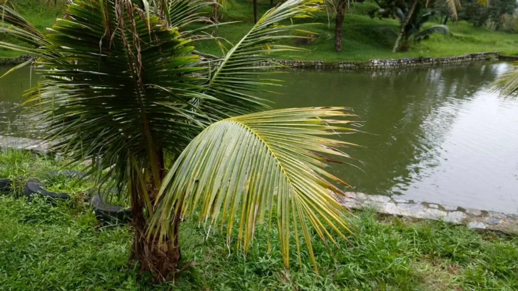 Durian Estate & Hilltop Bungalow - 06